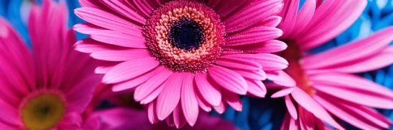 Plant, Flower, Petal, Pink, Magenta, Flowering Plant