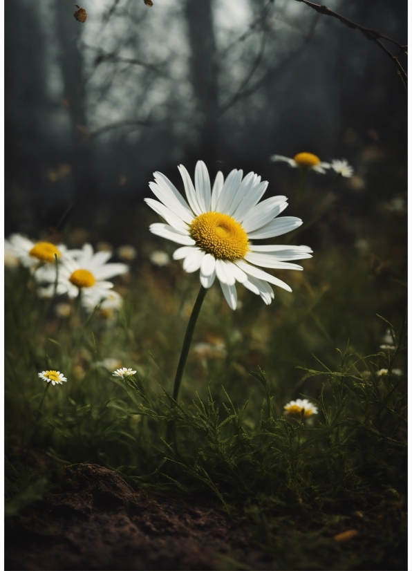 Flower, Plant, Petal, Camomile, Chamaemelum Nobile, Sunlight