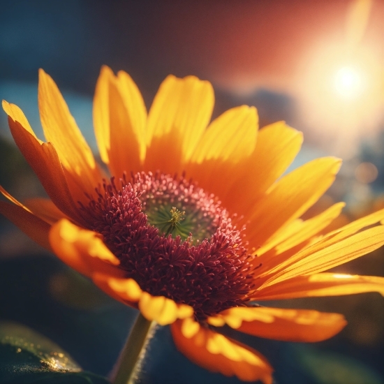 Flower, Plant, Sky, Petal, Sunflower, Annual Plant