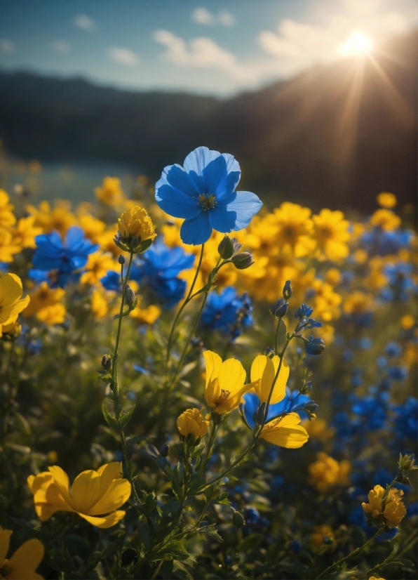 Flower, Plant, Cloud, Sky, Ecoregion, Light