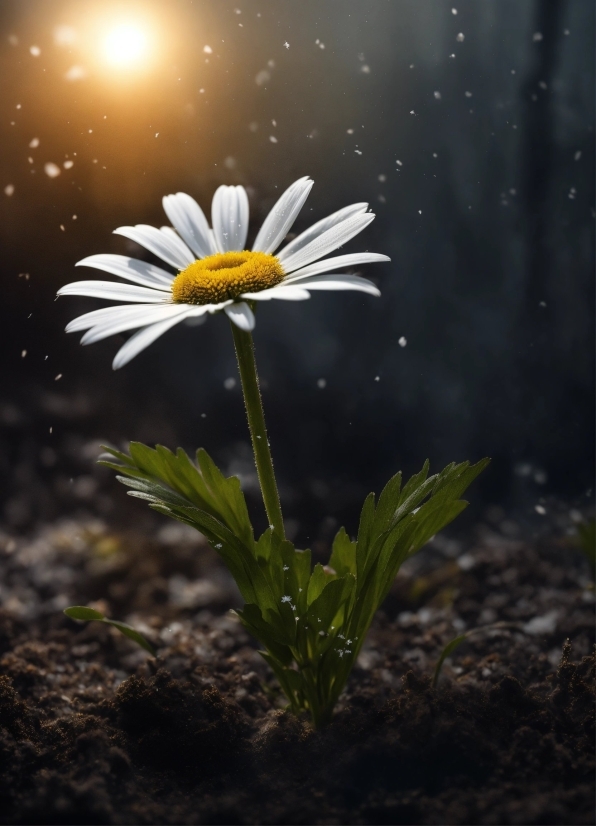 Flower, Plant, Petal, Sky, Flash Photography, Camomile