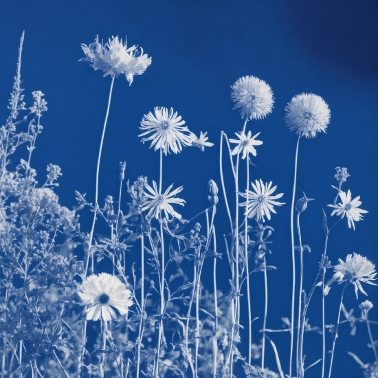 Flower, Plant, Petal, Botany, Sky, Grass