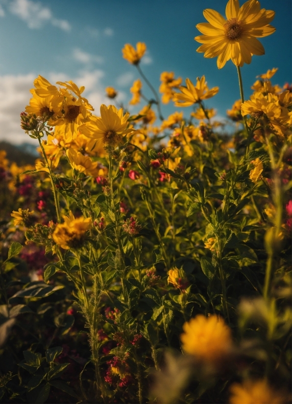 Flower, Sky, Plant, Cloud, Botany, Petal