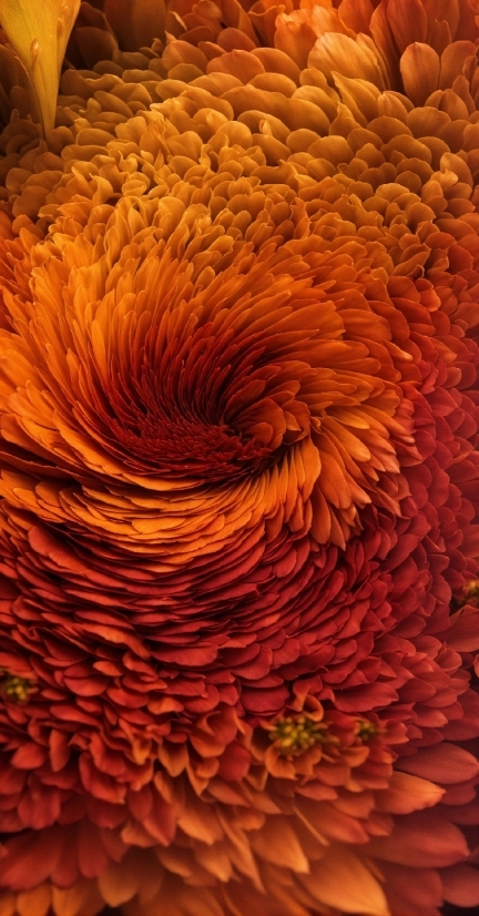 Flower, Plant, Petal, Orange, Organism, Art