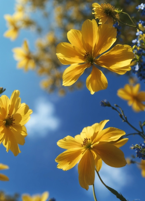 Flower, Plant, Sky, Daytime, Petal, Light