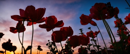 Cloud, Flower, Sky, Plant, Petal, Light