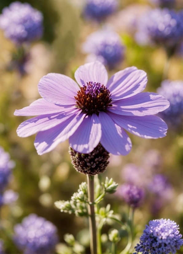 Flower, Plant, Blue, Purple, Botany, Petal