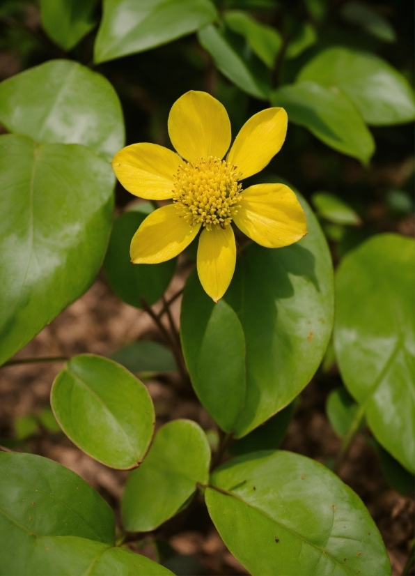 Flower, Plant, Petal, Terrestrial Plant, Groundcover, Annual Plant