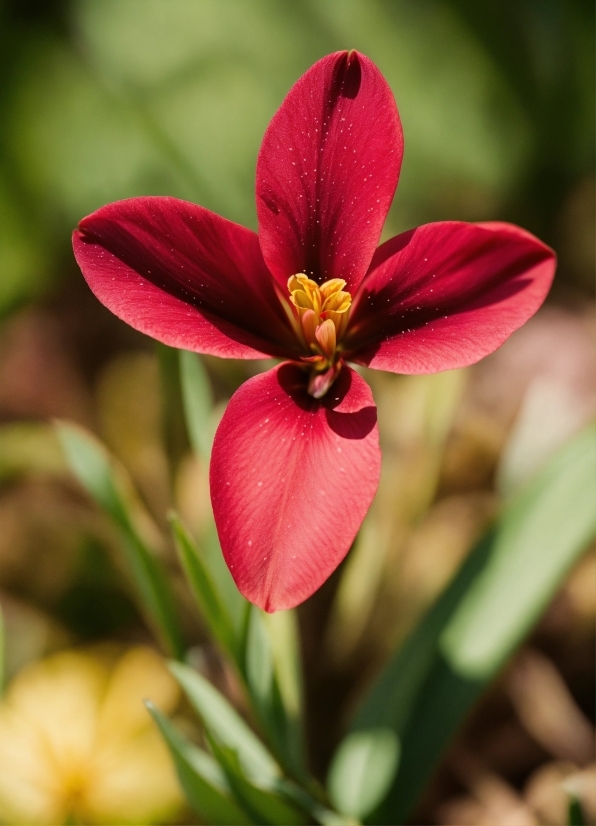 Flower, Plant, Petal, Terrestrial Plant, Flowering Plant, Close-up