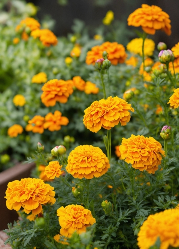 Flower, Plant, Botany, Petal, Tagetes, Yellow