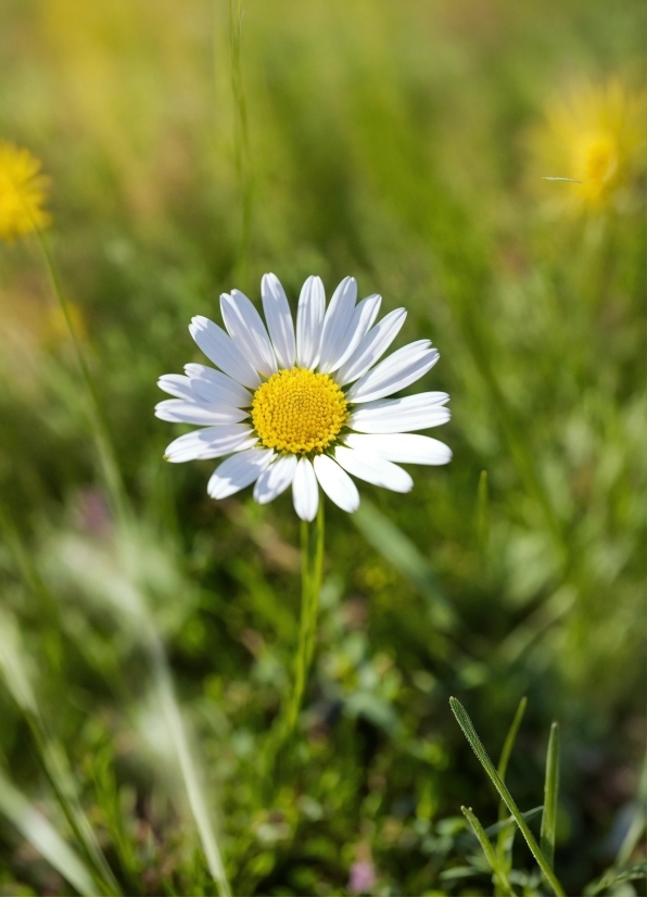 Flower, Plant, Petal, Grass, Chamaemelum Nobile, Grassland