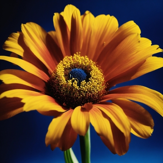 Flower, Plant, Sky, Botany, Petal, Orange