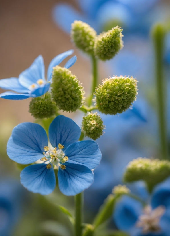 Flower, Plant, Petal, Terrestrial Plant, Groundcover, Grass