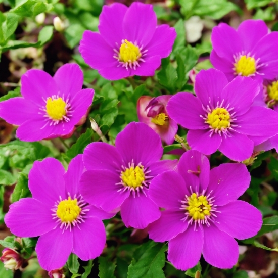 Flower, Plant, Botany, Petal, Terrestrial Plant, Groundcover