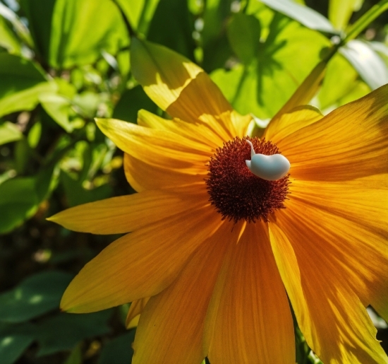 Flower, Plant, Pollinator, Leaf, Petal, Insect