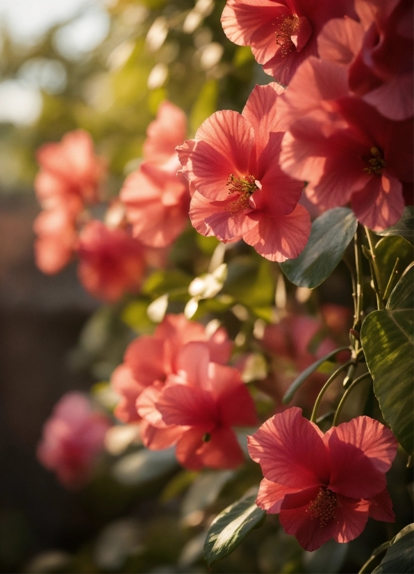 Flower, Plant, Petal, Leaf, Branch, Pink