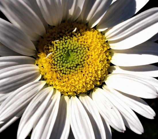 Flower, Plant, Nature, Petal, Botany, Camomile