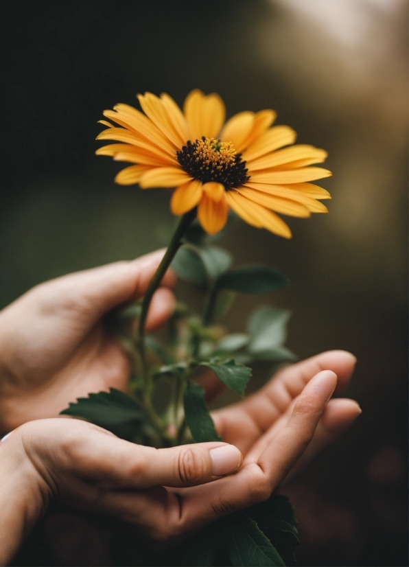 Flower, Hand, Plant, Petal, Gesture, Finger