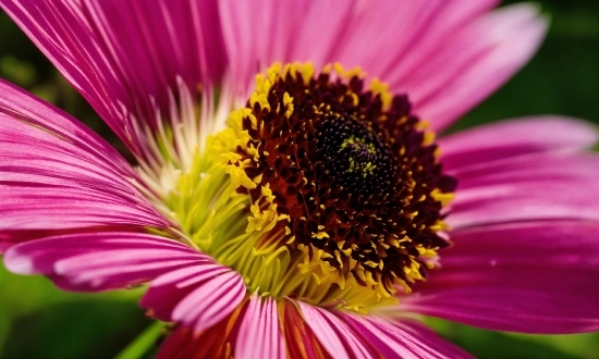 Flower, Plant, Petal, Botany, Magenta, Terrestrial Plant