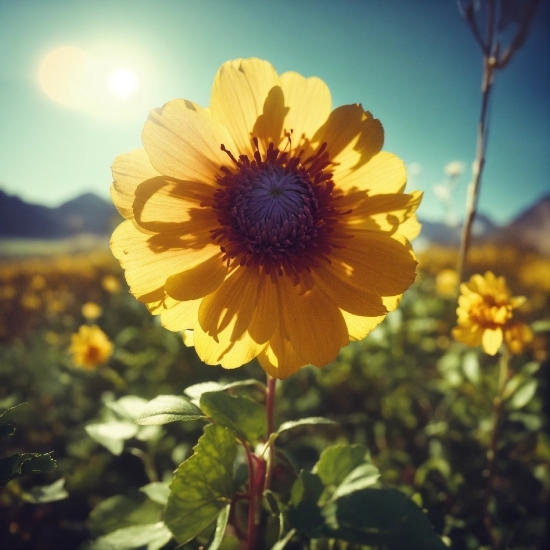 Flower, Sky, Plant, Nature, Petal, Grass