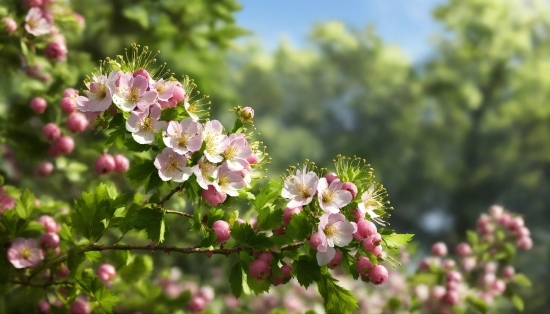 Flower, Plant, Petal, Tree, Branch, Twig