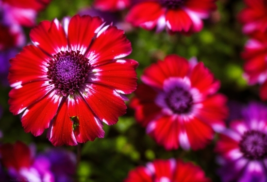 Flower, Plant, Petal, Purple, Terrestrial Plant, Pink