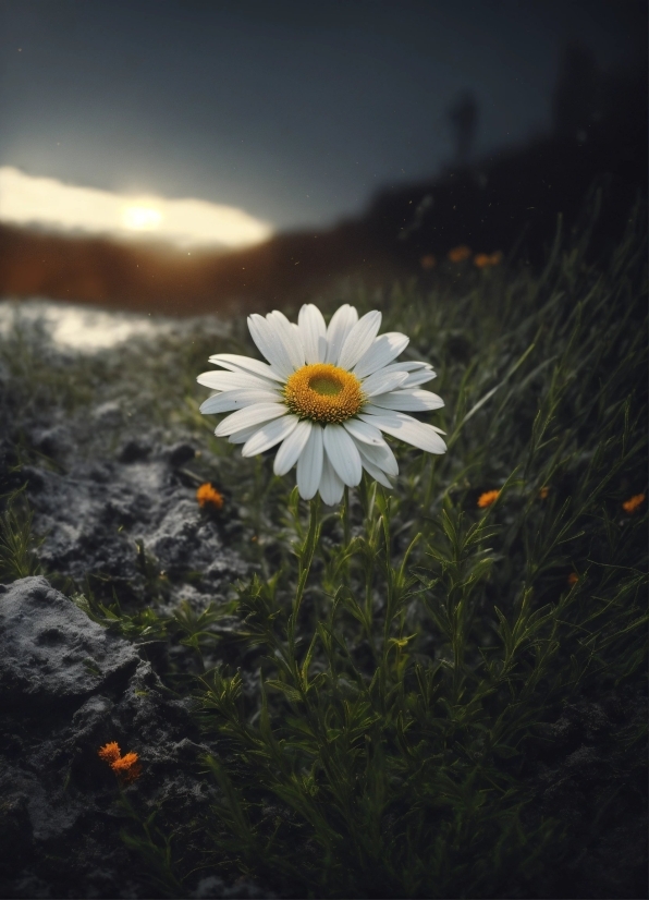 Flower, Plant, Sky, Petal, Flash Photography, Cloud