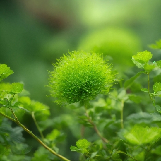 Plant, Grass, Terrestrial Plant, Flowering Plant, Ball, Annual Plant