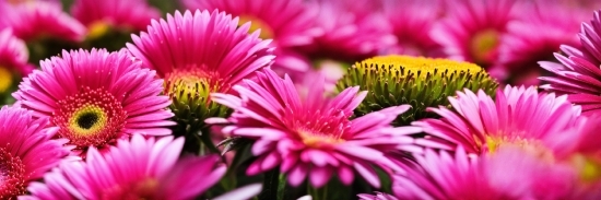 Flower, Plant, Light, Green, Petal, Purple