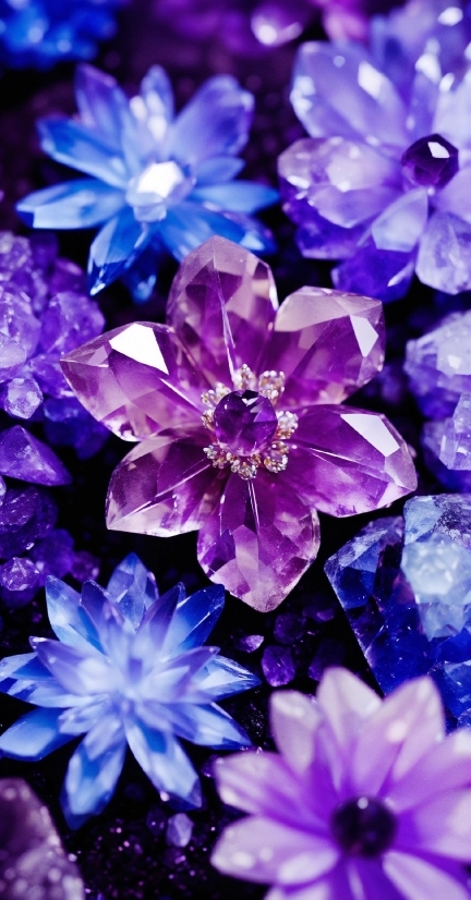 Plant, Flower, Blue, White, Purple, Light