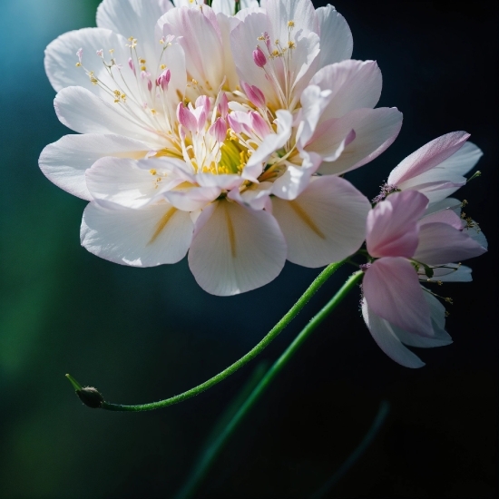 Flower, Plant, Nature, Botany, Petal, Aquatic Plant