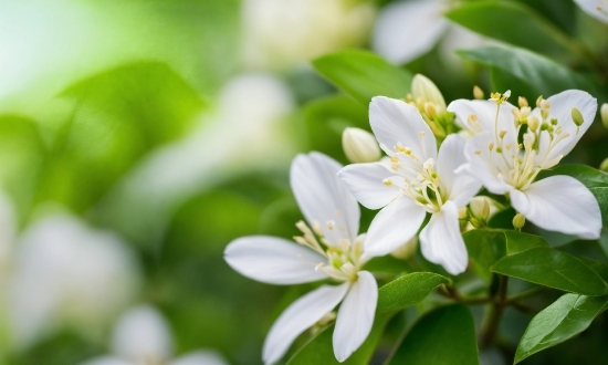 Flower, Plant, Petal, Twig, Blossom, Tree