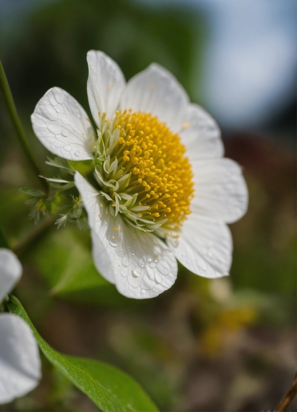 Flower, Plant, Petal, Virginia Strawberry, Flowering Plant, Rose Family