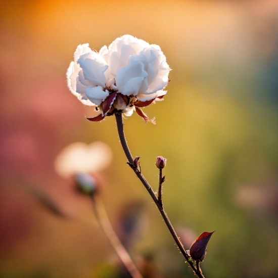 Flower, Plant, Branch, Petal, Twig, Natural Landscape