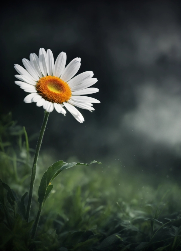 Flower, Plant, Sky, Petal, Camomile, Chamaemelum Nobile