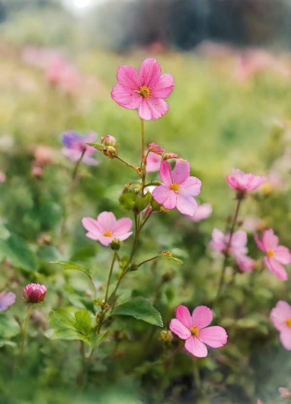 Flower, Plant, Botany, Petal, Pink, Terrestrial Plant