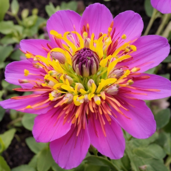 Plant, Flower, Petal, Purple, Yellow, Groundcover