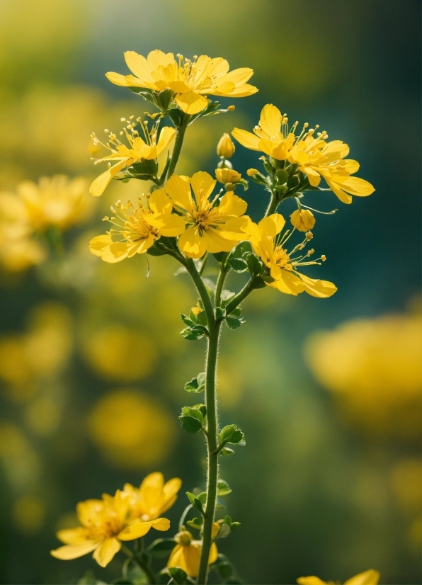 Flower, Plant, Petal, Yellow, Insect, Herbaceous Plant