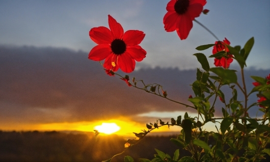 Flower, Sky, Plant, Cloud, Light, Petal