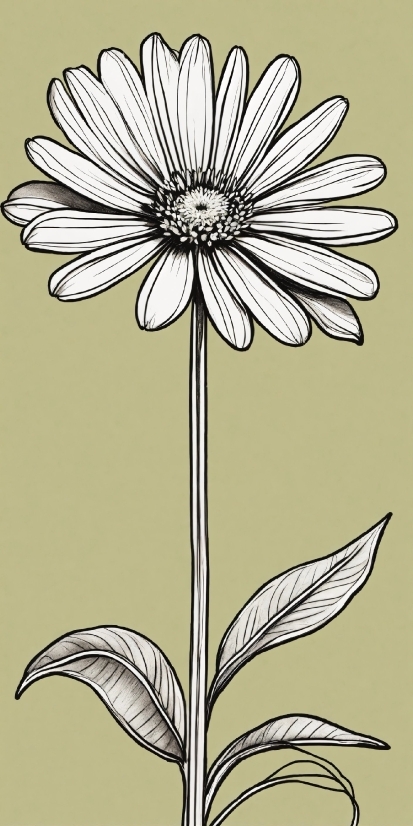 Flower, Plant, White, Petal, Leaf, Botany