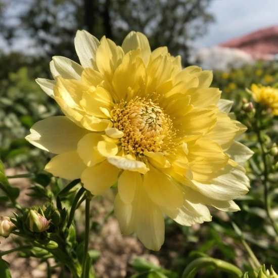 Flower, Plant, Petal, Vegetation, Landscape, Flowering Plant