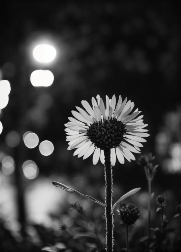 Flower, Plant, White, Light, Black, Sky