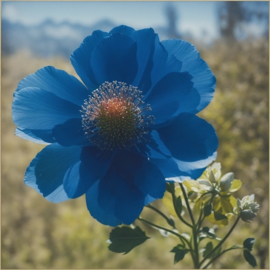 Flower, Plant, Nature, Azure, Sky, Petal