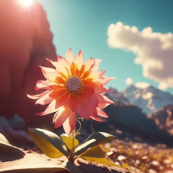 Sky, Flower, Plant, Cloud, Petal, Nature