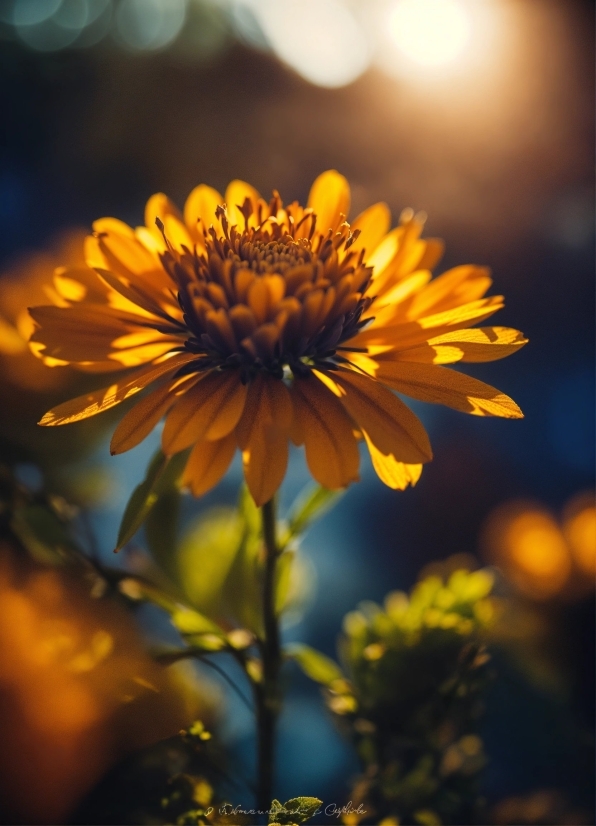 Flower, Plant, Botany, Petal, Sky, Grass