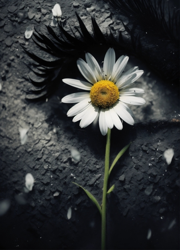 Flower, Plant, White, Botany, Petal, Flash Photography