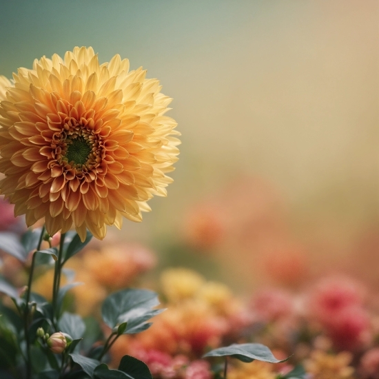 Flower, Plant, Petal, Sky, Botany, Flowering Plant