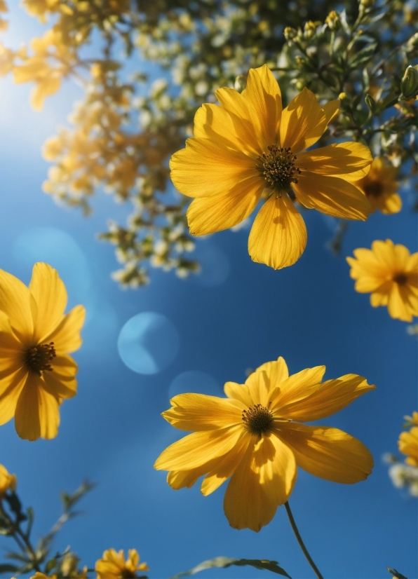 Flower, Plant, Daytime, Sky, Petal, Nature