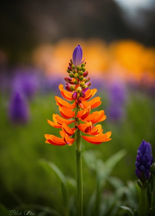 Flower, Plant, Petal, Terrestrial Plant, Grass, Flowering Plant