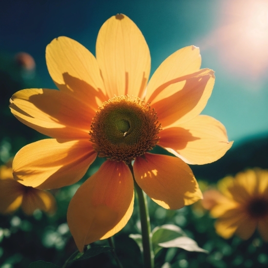 Flower, Plant, Sky, Petal, Sunlight, Flowering Plant